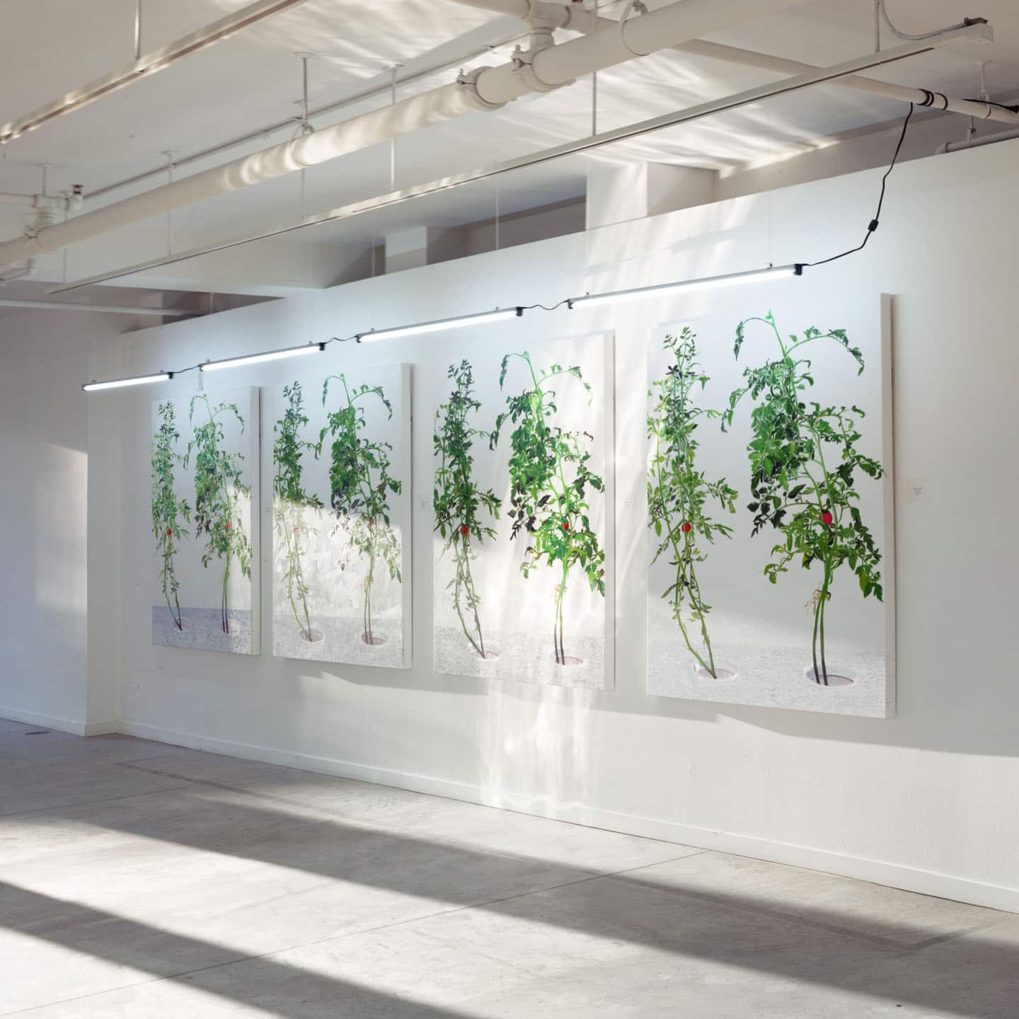 <u>Alex Fischer</u>, <em>VII</em>,  2015-02-24 install at O'Born Contemporary. Evening photograph of four "identical" paintings re-painted by four different painters.
