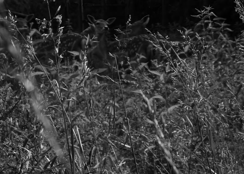 Deer, 20061105, digital image of photograph