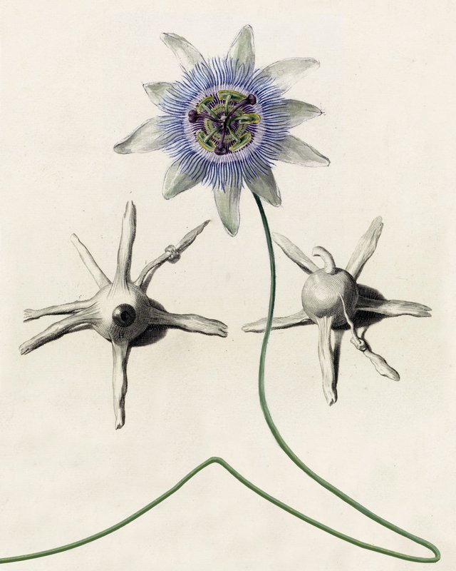Wizard Eyes, 2013, 14 × 11 in, matte giclée print