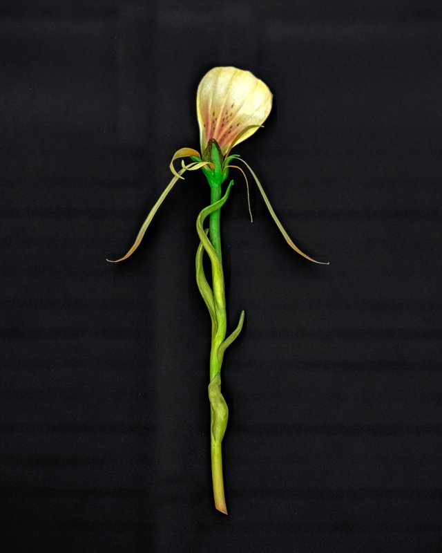 Alex Fischer, Giving Entry NAMARA projects 75 After Mary Delaney No.2 artwork, 2022