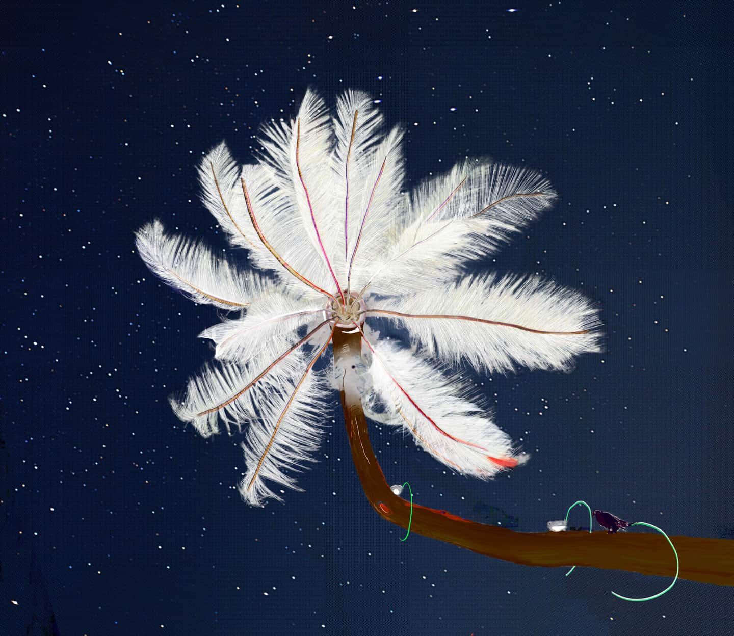 Alex Fischer, Feather Feeder, 2013, 36.4×42 inch digital lightjet Alex Fischer, Feather Feeder, 2013, 36.4×42 inch digital lightjet