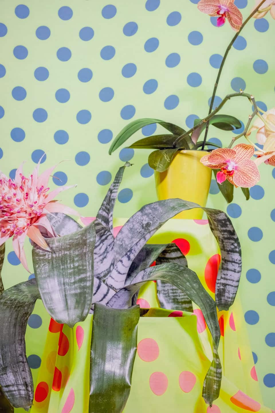 Dainesha Nugent-Palache, A Home Standing Where it Should have Fallen, 2019, detail