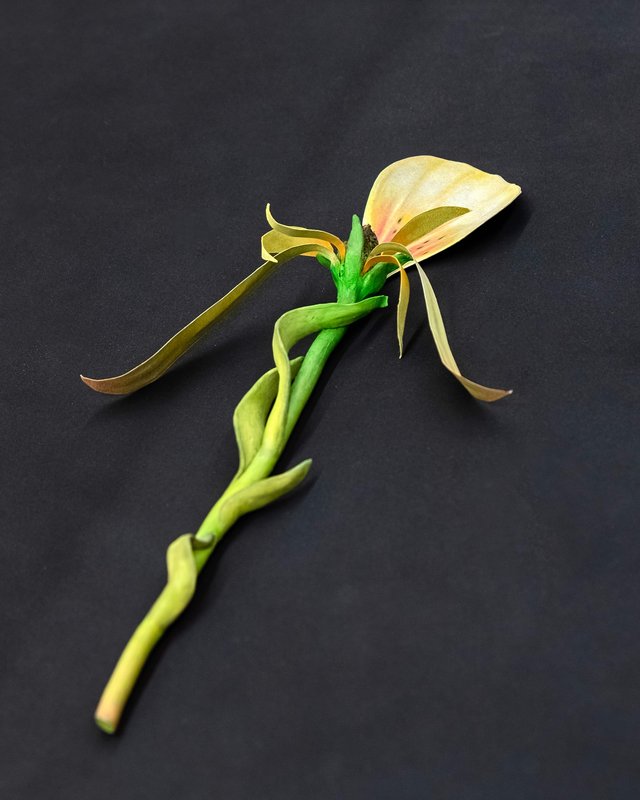 NAMARA-projects_Giving-Entry_74-Zachari-Logan-After-Mary-Delaney-2